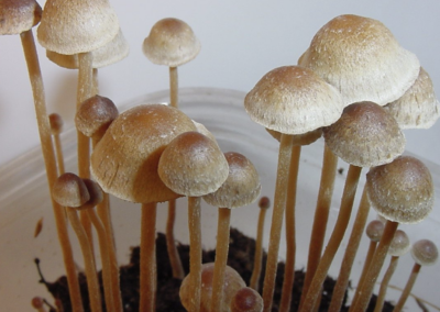 Feds Announce Plan To Fund Research On Using Psychedelics To Treat Chronic Pain In Older Adults